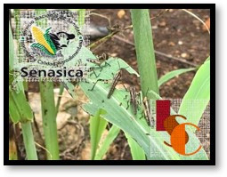 Mangas de langostas amenazan casi 120 amenazas casi 120 mil hectáreas agrícolas.